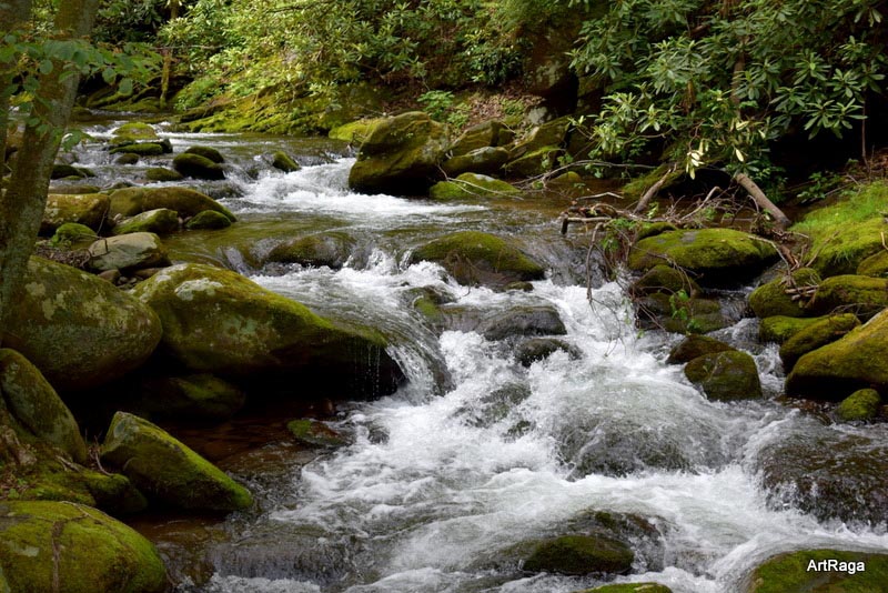 The Smoky Mountains Are Calling!