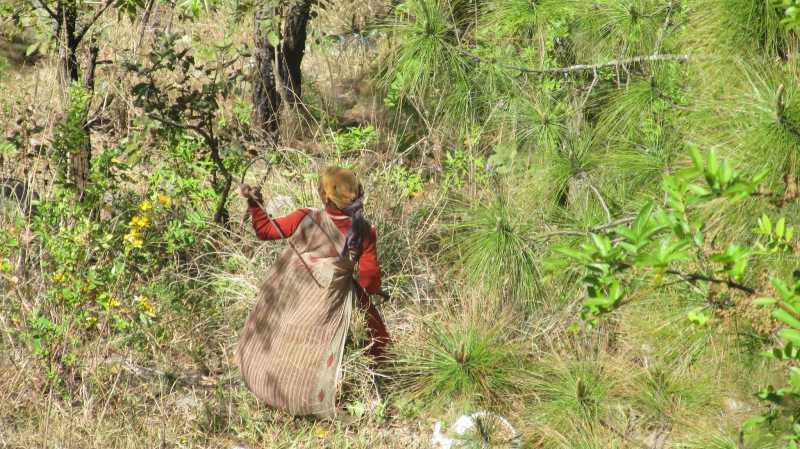 The Solitary Reaper At Mukhteshwar!