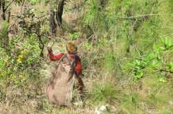 The Solitary Reaper at Mukhteshwar!