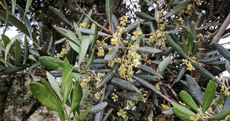 The Spanish Food Book!!