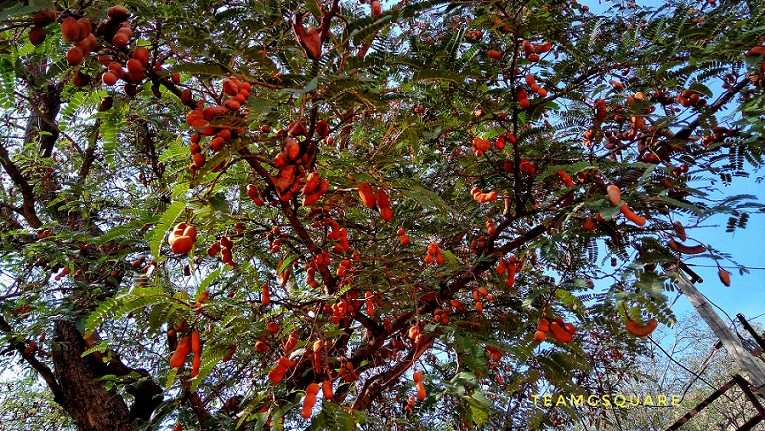 The Tamarind Trees Of Koongal Betta