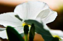 The Thing About Flowers