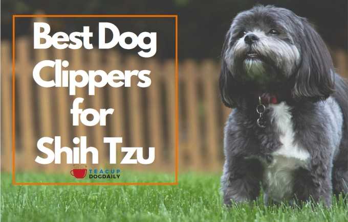 The Top 10 Best Dog Clippers For Shih Tzu Dogs 2019 Reviews » Teacup Dogs Daily