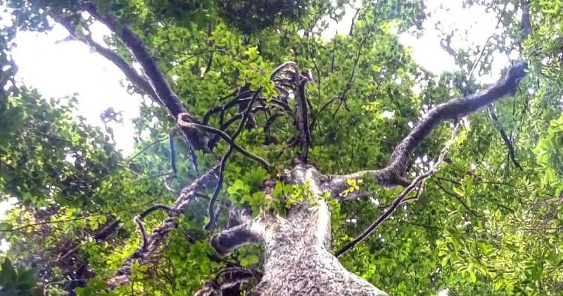 The Trees In My Life