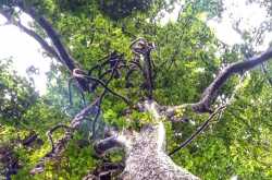 The Trees in My Life