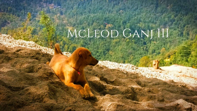 The Unplanned Trip - McLeod Ganj III