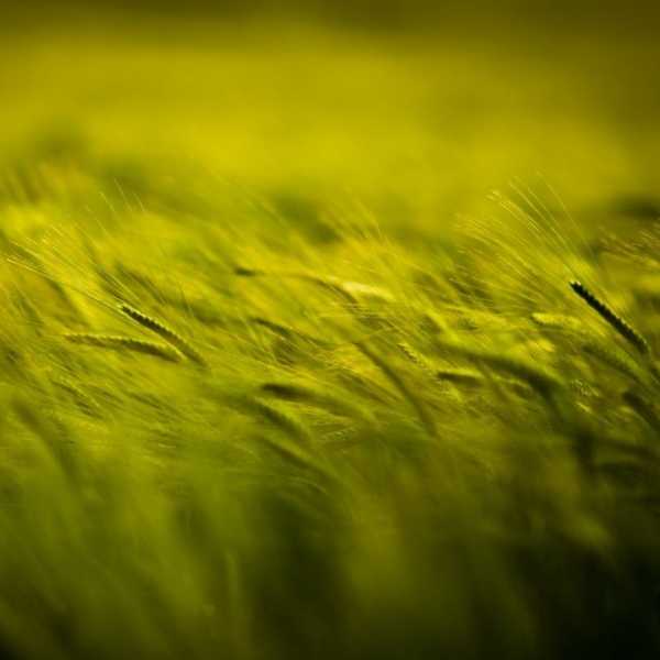 The White Tiger By Aravind Adiga