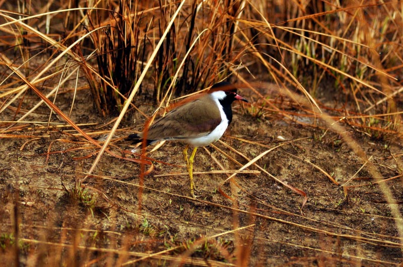 The ‘Wild’ Side…