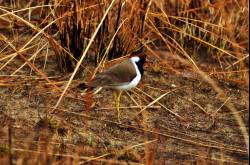 The ‘Wild’ Side…