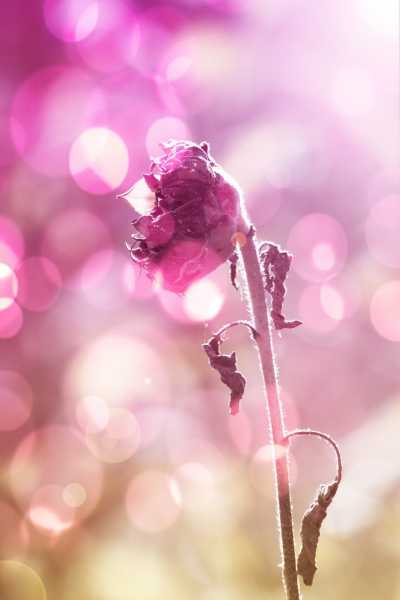 The Withering Flower