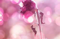 The Withering Flower