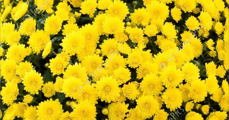 The Yellow Chrysanthemums