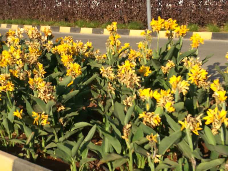 The Yellow Flowers #WordlessWednesday - NatkhatZ