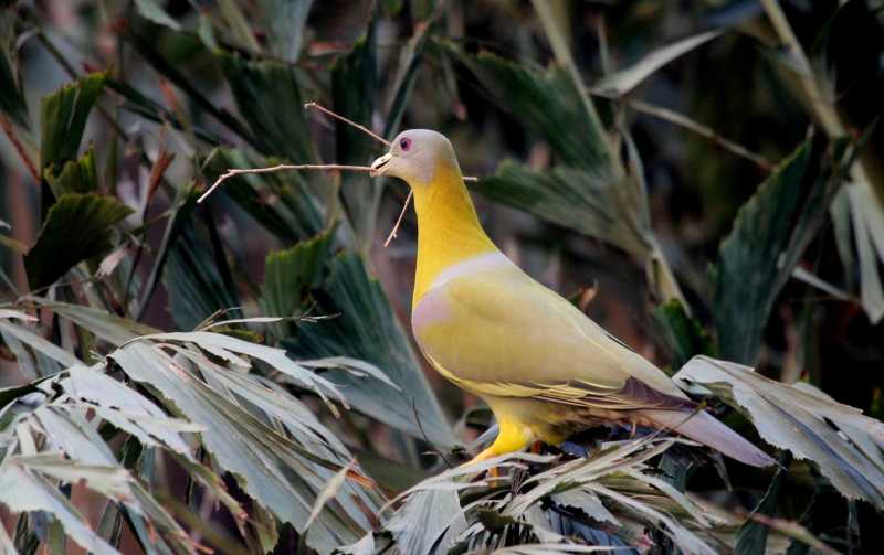 The Yellow Footed...