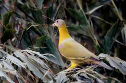The Yellow Footed...