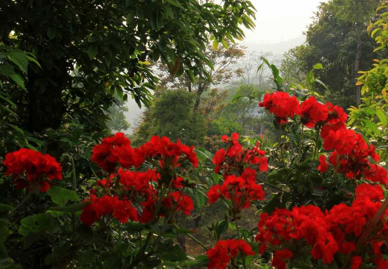 The Art Of Doing Nothing: Kalimpong Slow Travel