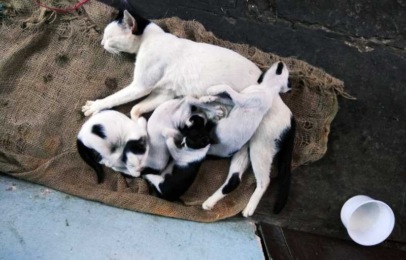 The Bastard On The Bike..