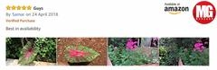 The Best There Is For Plants! Beautiful Caladiums And Flowers Even In Summer. Thank You Sir For The Wonderful Review!