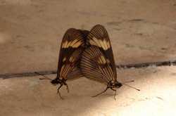 The big Taboo of Sex - still making People feel guilty around the World! - 26 Sep 16