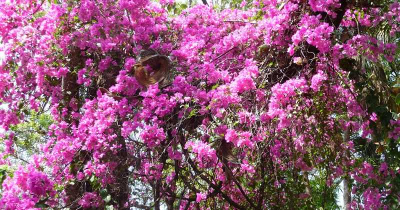 The  Case For Bouganvilla Leadership