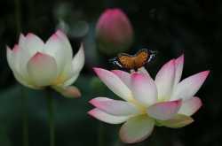 The caterpillar and the lotus -