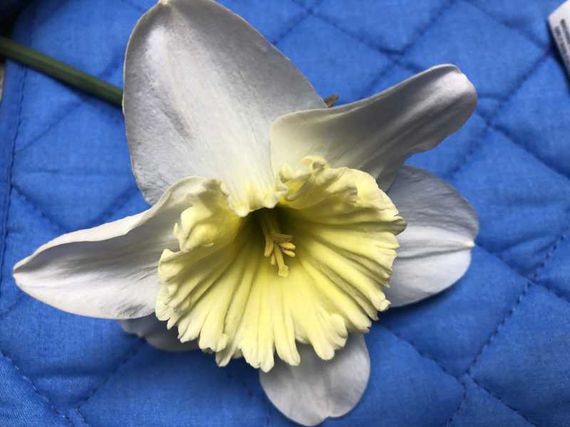 The Daffodil In Red Fort