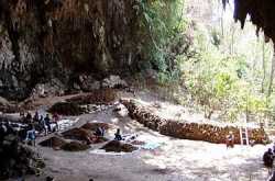 The ebu gogo of Flores - an unfinished story