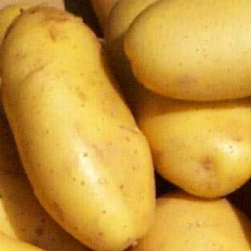 The Most Expensive Potatoes In The World