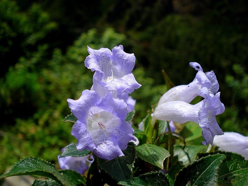 The Mysterious Neelakurinji Flowers That Bloom Once In 12 Years Are Blooming In 2018! | Siddharth And Shruti