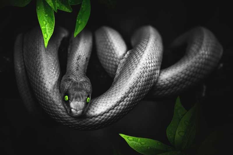 The Myth Of The Silver Snake
