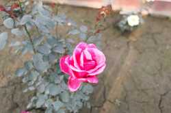 The scientist  lyrics