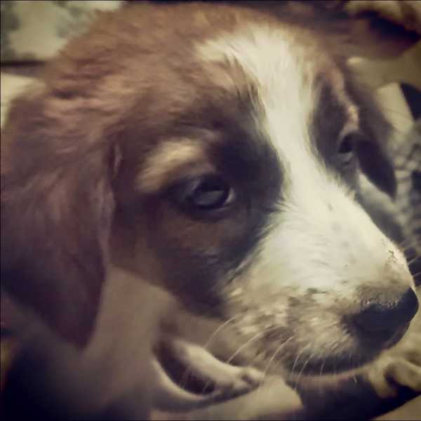 The Story Of Ginger & Turk