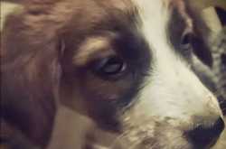 The story of Ginger & Turk