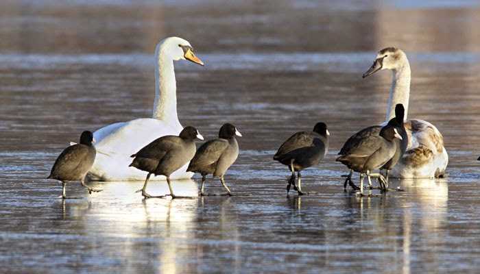 The Story Of A Migratory Home