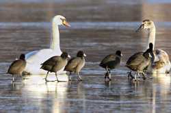 The story of a migratory home