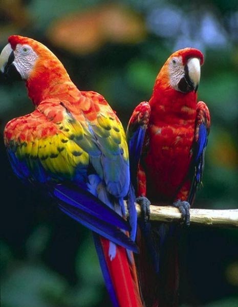 The Tame Bird Was In A Cage