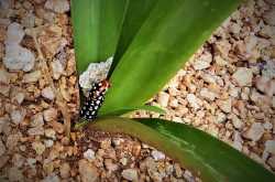 the tree and the animal 