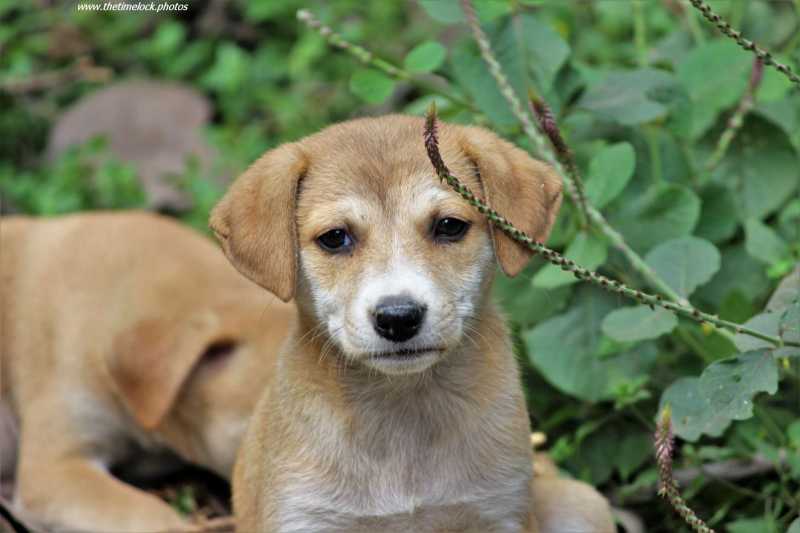 The Truth About Cats And Dogs And Other Animals - The Time Lock