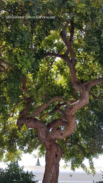 The Twists #ThursdayTreeLove