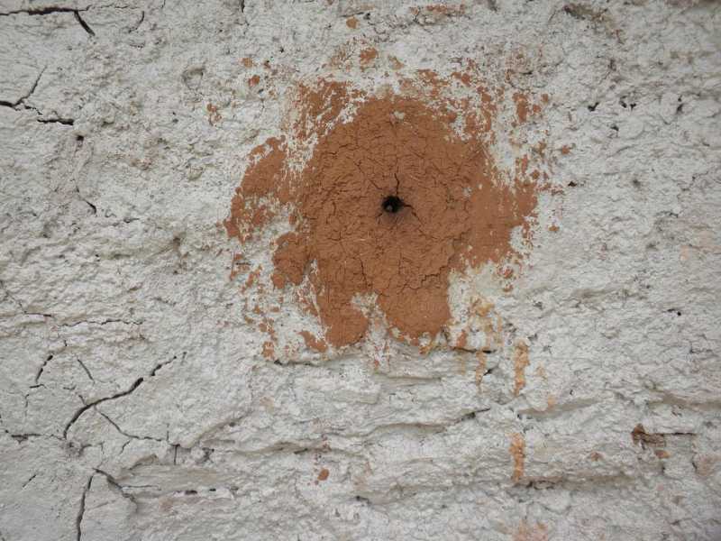 The Wall Hive Beekeeping Technique Of Uttarakhand