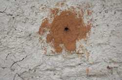 The wall hive beekeeping technique of Uttarakhand