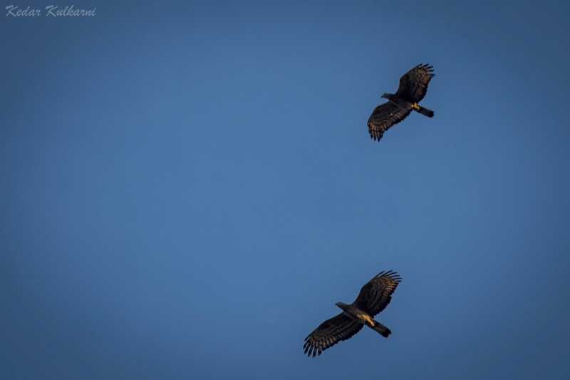 The Wilder Side Of Goa - Photos