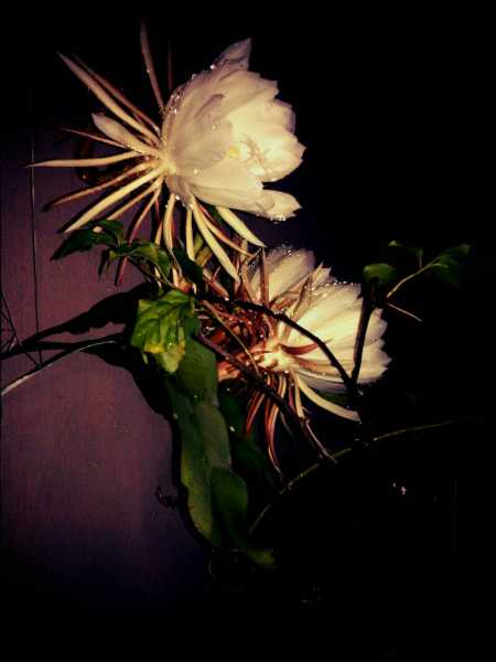 This Blossomed Tonight