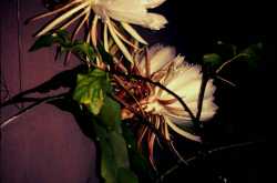 This Blossomed Tonight