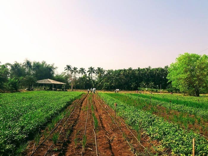 This Eco-friendly Farming Method Is Making Happy Farmers