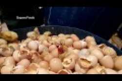 This video of PETA India shows the cruel treatment to baby chicks in Indian egg and meat industry 