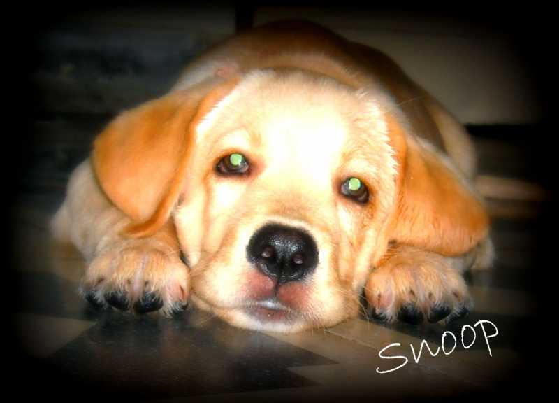 Those Big Brown Eyes