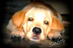 Those Big Brown Eyes