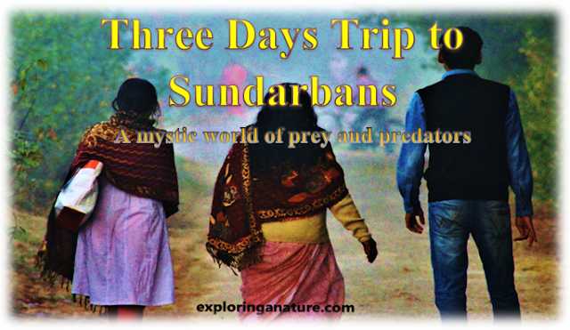 Three Days Trip To Sundarbans- A Mystic World Of Prey And Predators