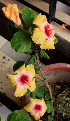 Three Yellow Hibiscus In My Balcony Garden - I Share %